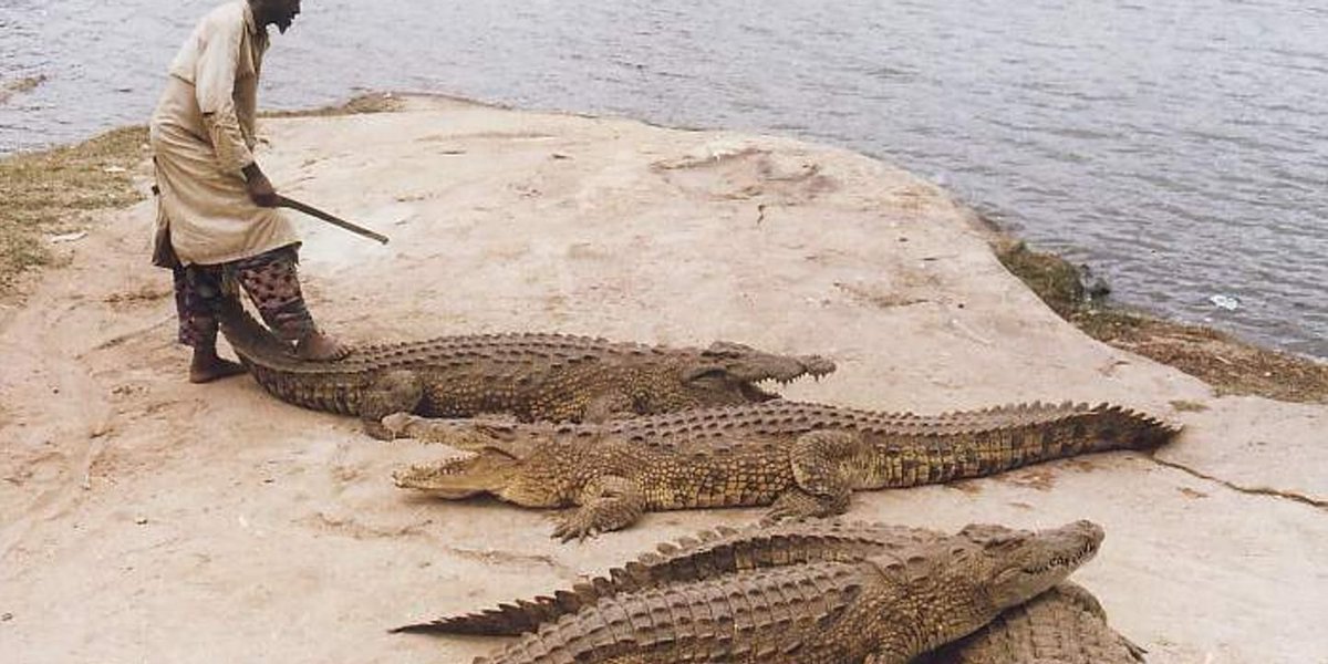 AkissiKonan2's tweet photo. Après avoir vu les tweets du voyageur ghanéen @goshers_, j'ai envie de vous parler d'une histoire bien connue des Ivoiriens 🐊✨
Connaissez l'affaire incroyable du gardien dévoré par ses caïmans à Yamoussoukro ? Une histoire VRAIE 100% ivoirienne 👇🇨🇮 #LesThreadsdAki✨ https://t.co/PJeZyKzxCE