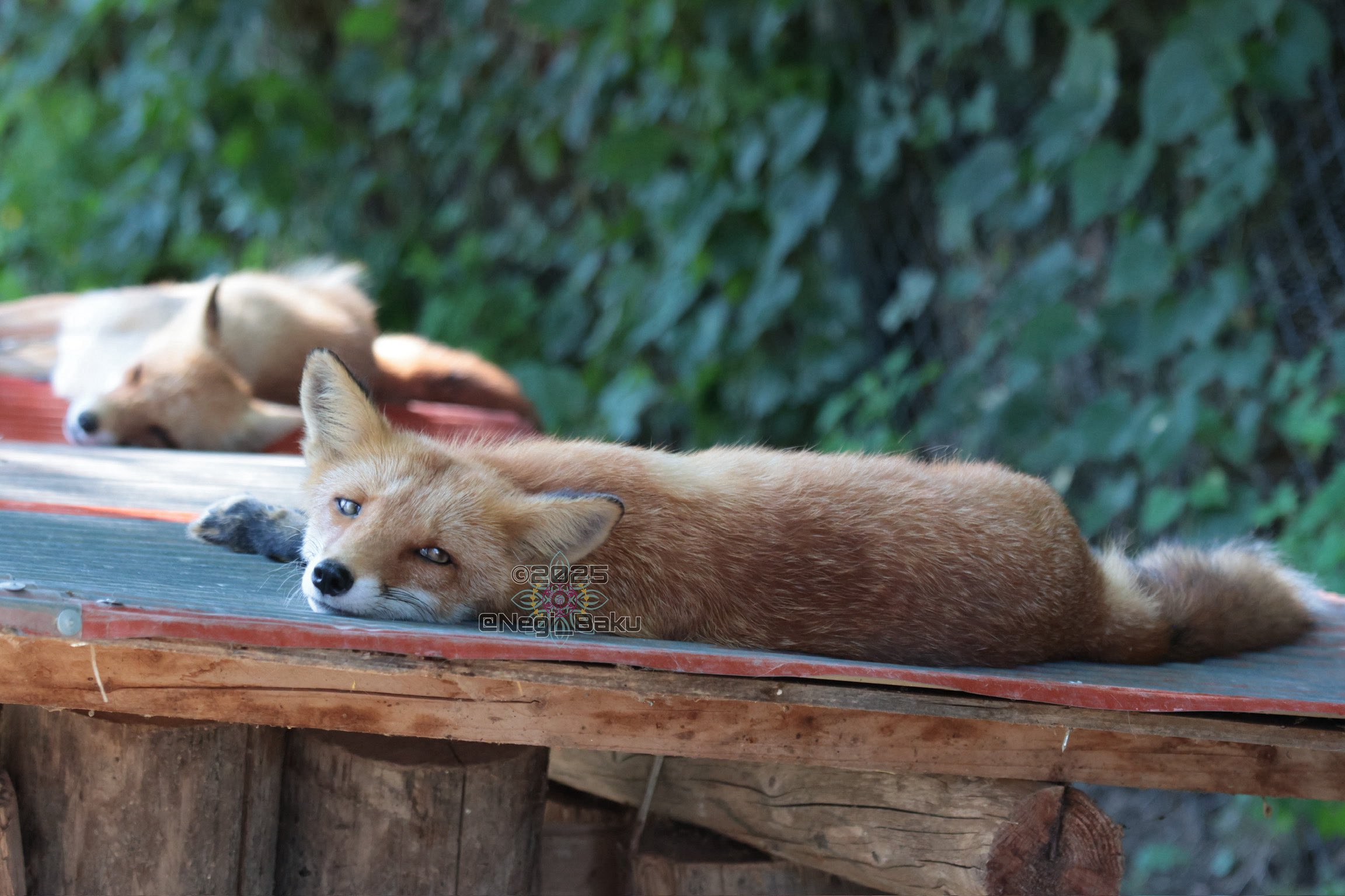 きたきつねページになります＊ SukeMoyuk₍ᐢ⓿ᴥ⓿ᐢ₎ฅ📷 on X: 