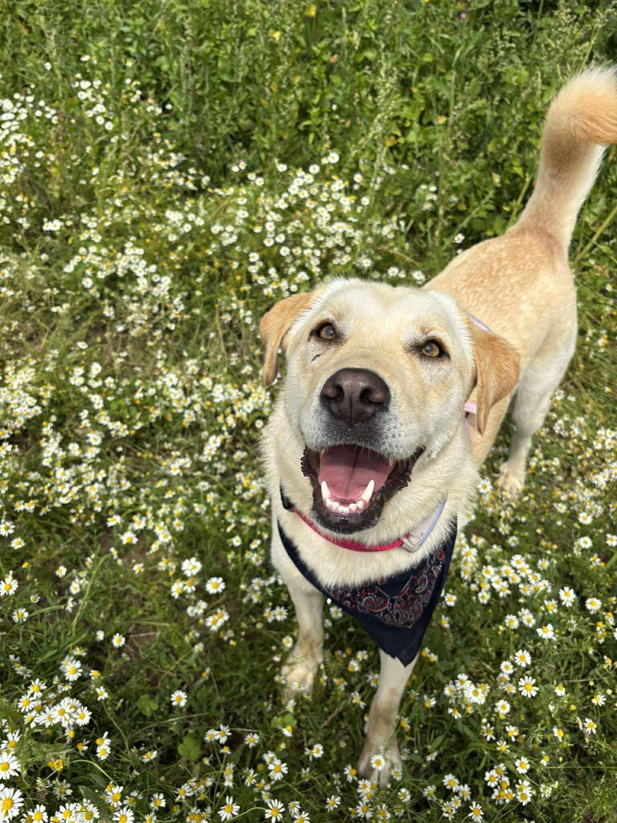 rescuedoggypaws's tweet image. Lulu is waiting for you in #MANCHESTER
This beautiful 2.5-year-old lab is ready for her forever home. She’s smart, trained, and full of love - but she needs someone who truly understands what it means to own a lab
Apply now at PawpersInTheRuff.com/lulu
#Yorkshire #Leeds #stockport