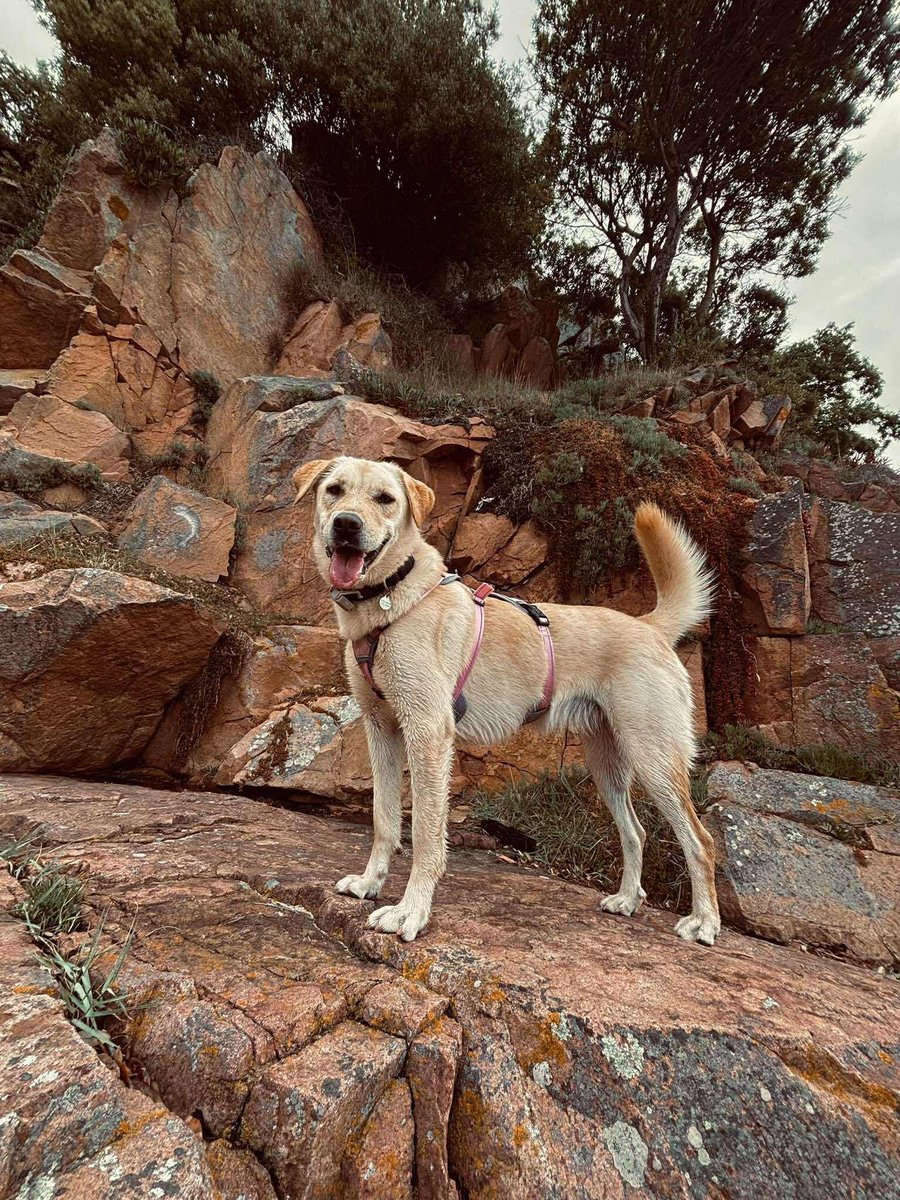 rescuedoggypaws's tweet image. Lulu is waiting for you in #MANCHESTER
This beautiful 2.5-year-old lab is ready for her forever home. She’s smart, trained, and full of love - but she needs someone who truly understands what it means to own a lab
Apply now at PawpersInTheRuff.com/lulu
#Yorkshire #Leeds #stockport