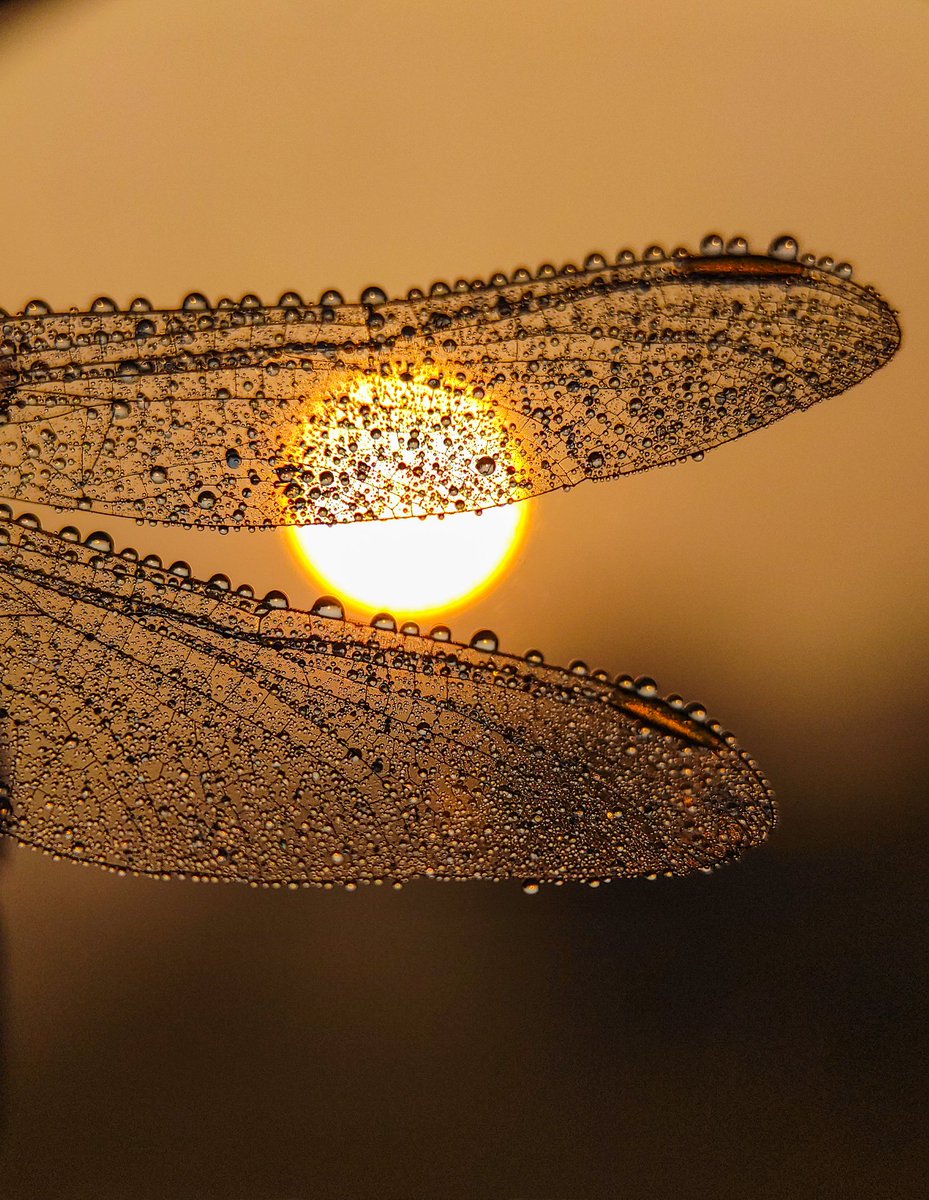 Parthac121's tweet image. Some pure Gold from my gallery 

#GoldenMoments #Xiaomi15TPro #xiaomicaptured 
@CeliaKayo