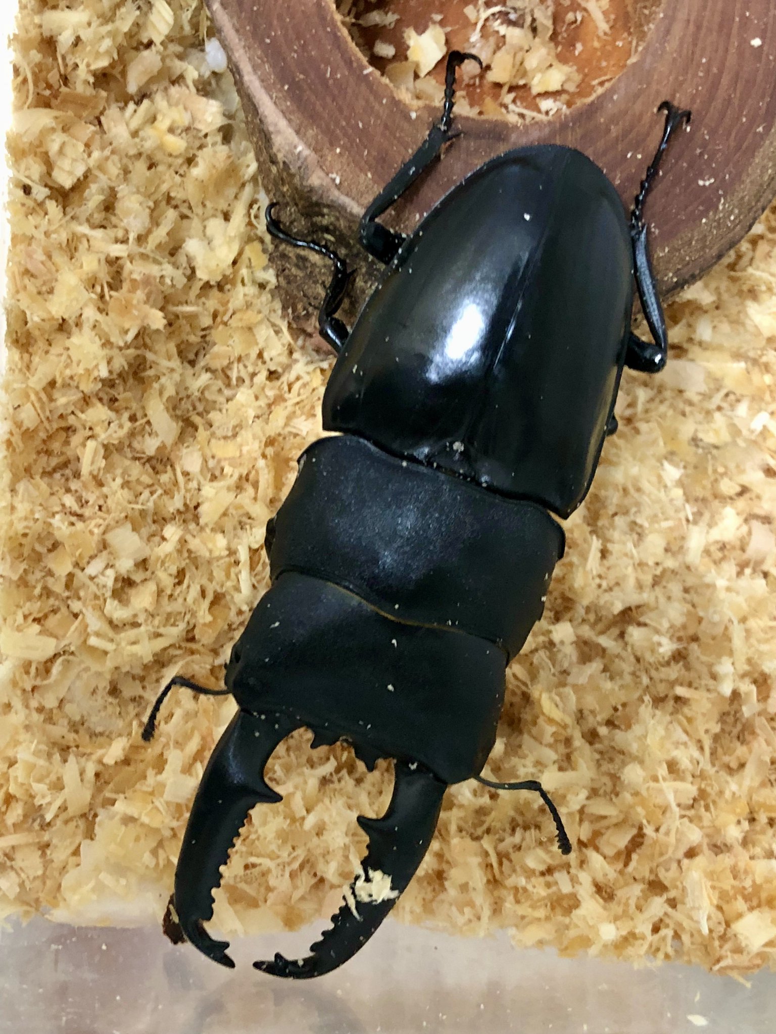 【4頭セット】クモマベニ（1ペア）タカネキマダラ（2オス） 僧侶×写真家 高橋直暉 on X: 