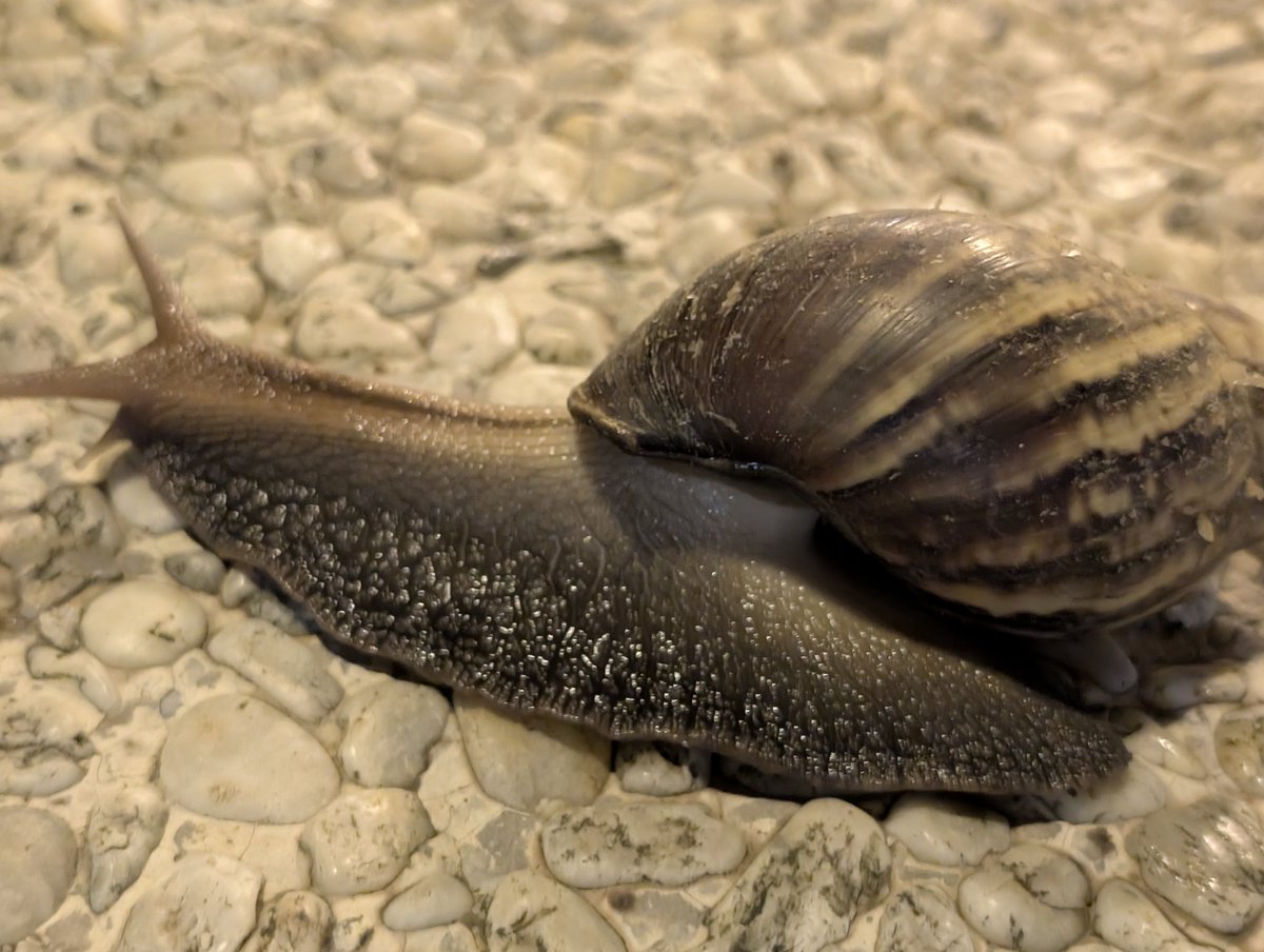 Elytist4's tweet image. Spongebob&apos;s friend