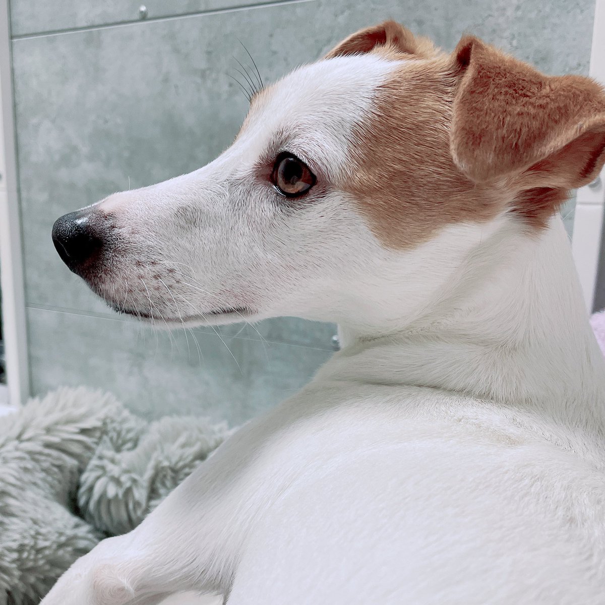 雷鳴って不安そうな犬です