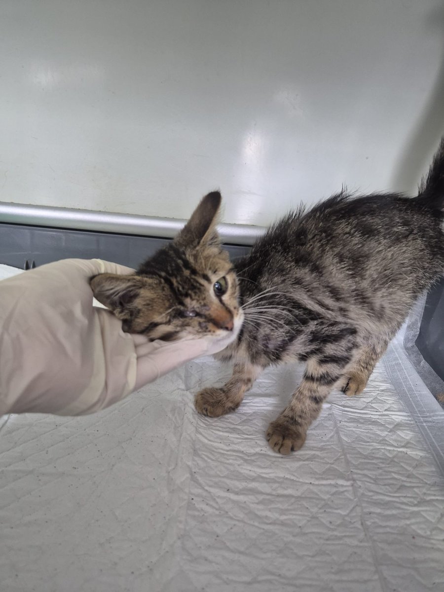 bu engelli bebek sokakta yapamaz lütfen ona yuva olun İstanbul