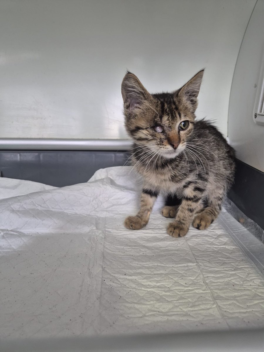 1,5- aylık, Tekir Erkek. Tek gözü görmüyor suan veterinerde tedavide gözüne dikiş atılacak. Veterinerden çıkınca gidecek yeri yok sokaga dönücek. Kış geliyor soğuklar başlıyor sokakta tek gözüyle yapamaz. Koruyucu meleğini arıyor😔Ümraniye, lütfen yayalım‼️ iletişim:<a href="/leylayasli/">🦁 lela ♌</a>