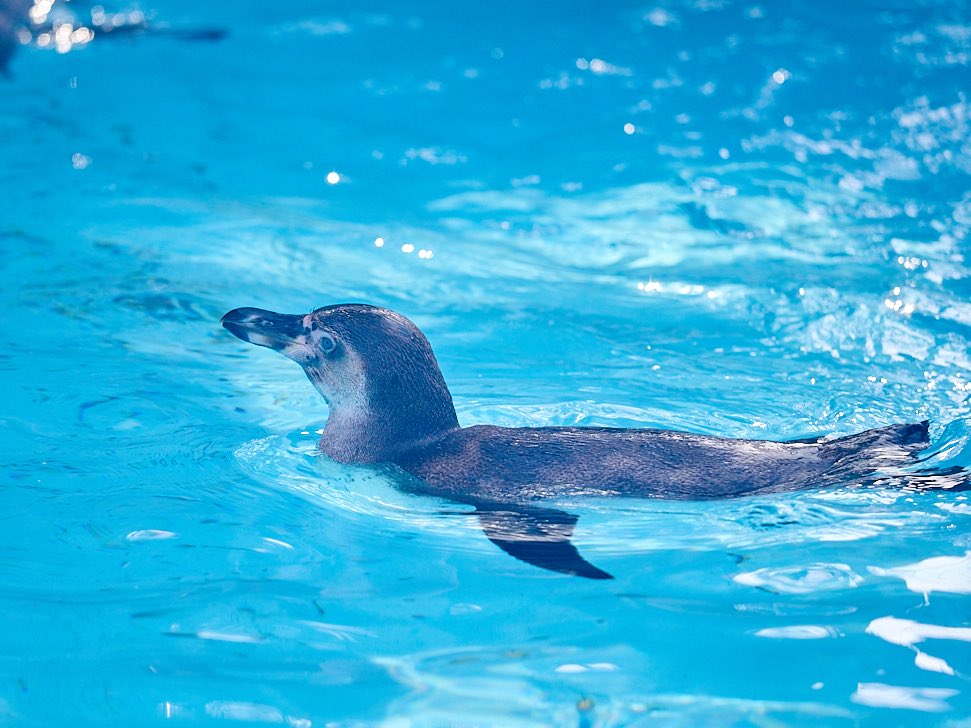 penpota's tweet image. スイスイ子ペンちゃん。

2025.3

#フンボルトペンギン
#ペンギン
#penguins
#浜松市動物園
#はまzoo