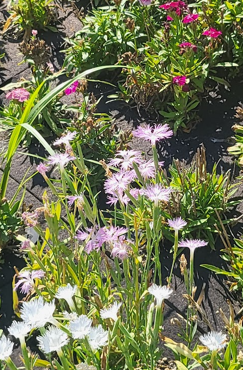リングの上の草、育ってたわ