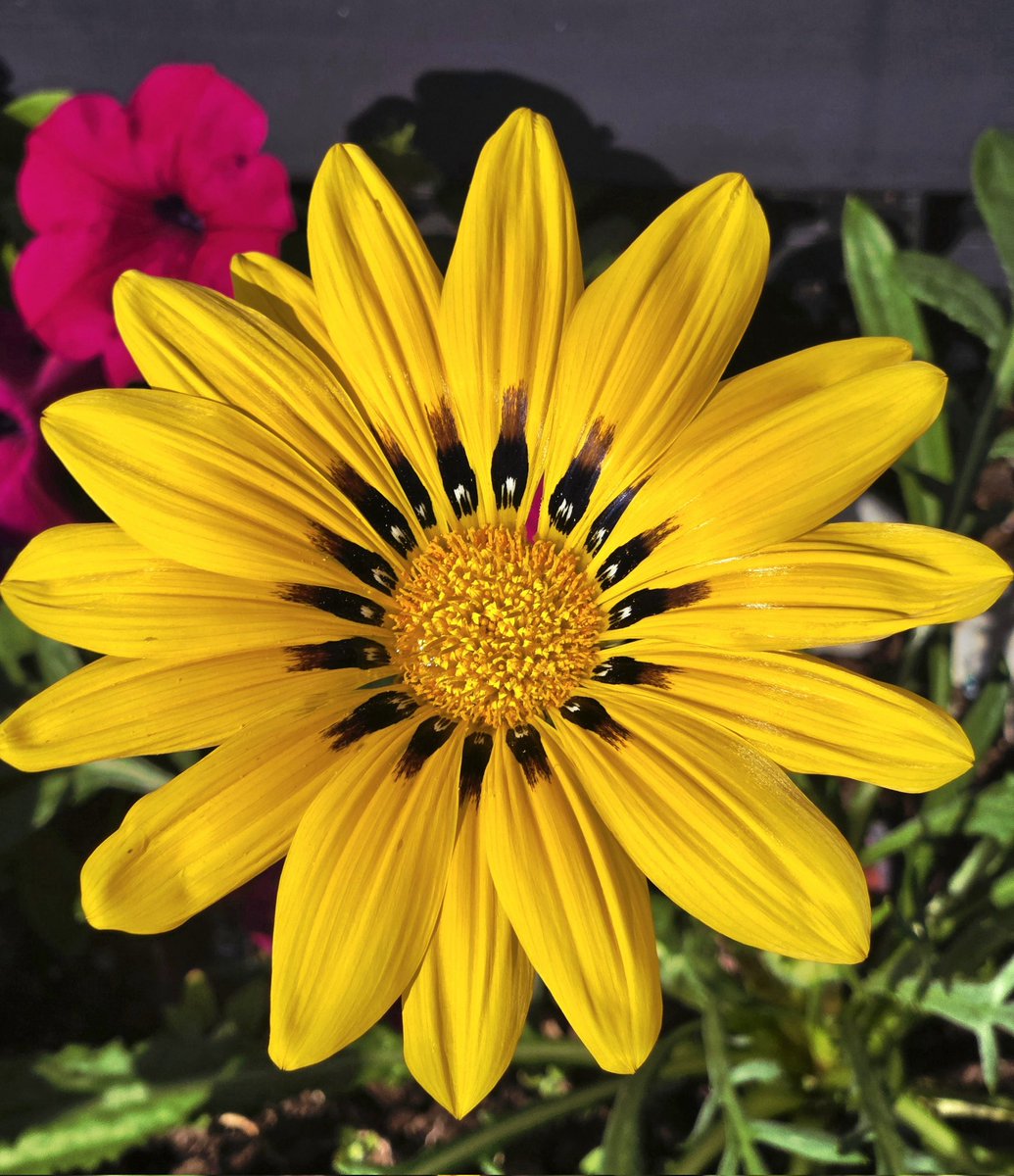 SugarSugar78 tweet media