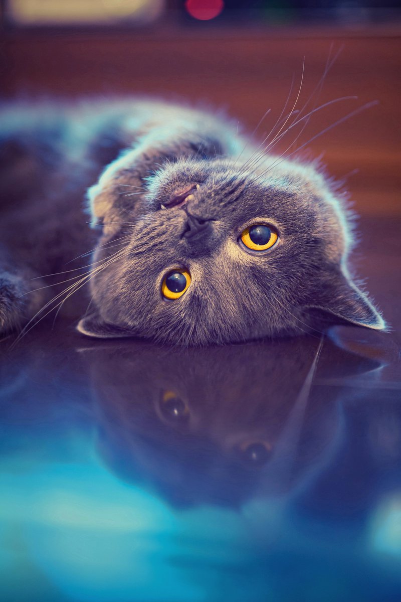 高いところや箱に興味がないせいかバリエーションに乏しいな、君は☹️👉😾