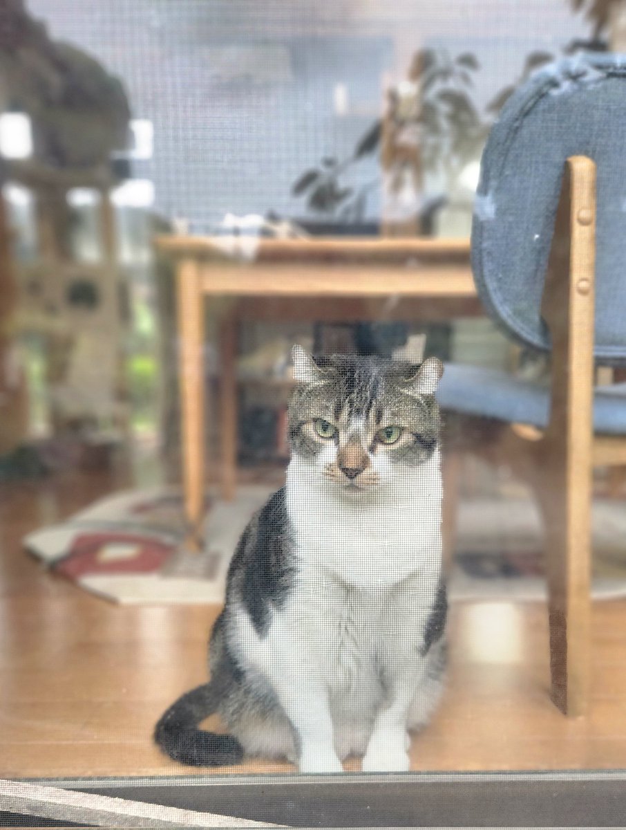 ニャルソック中のビィさん😺
外から網戸越しに撮ってみた
何見てんのかな・・・
何考えてるのかな・・・
良い顔してるね

#猫のいる暮らし𓏲𓎨