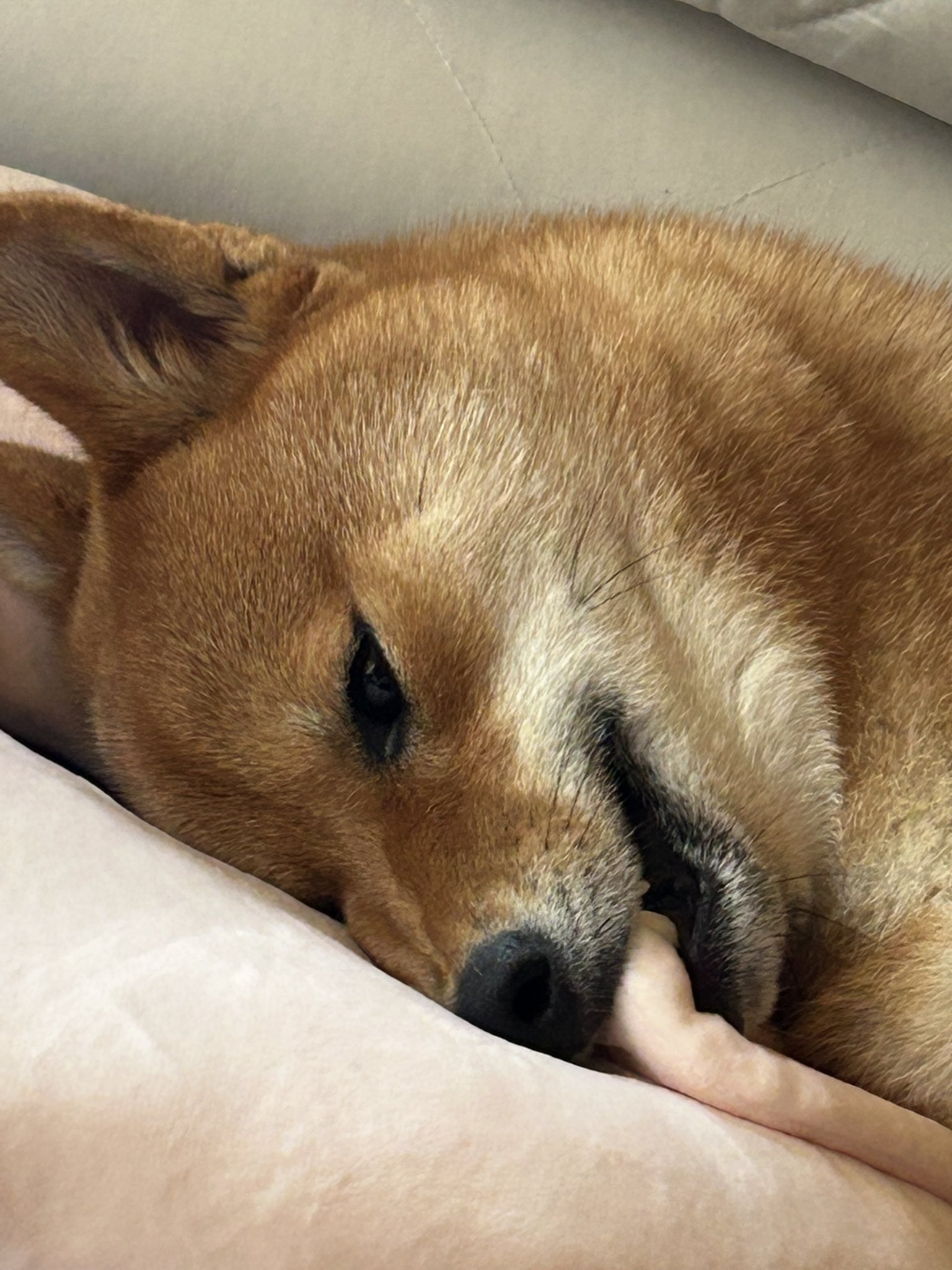 柴犬 むぎちゃん🐾 (@haru96468396455) / X