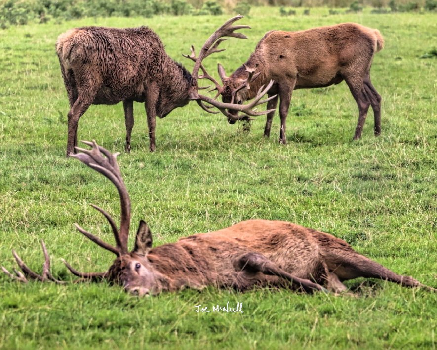 joemcneillphoto's tweet photo. Stag Party! That feeling at the stag party when your mates want to carry on but you are so exhausted and you just want to pass out🦌🦌 🦌
#reddeer #deer #buck #bucks #stag #stags #rutt #rutting #gosfordforestpark https://t.co/Nr4nLTfT7s
