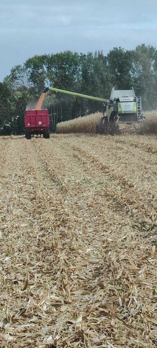 Mathilde Jonet🐕🦄🐓 tweet media