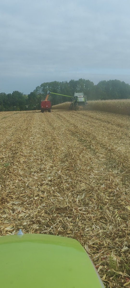 Mathilde Jonet🐕🦄🐓 tweet media