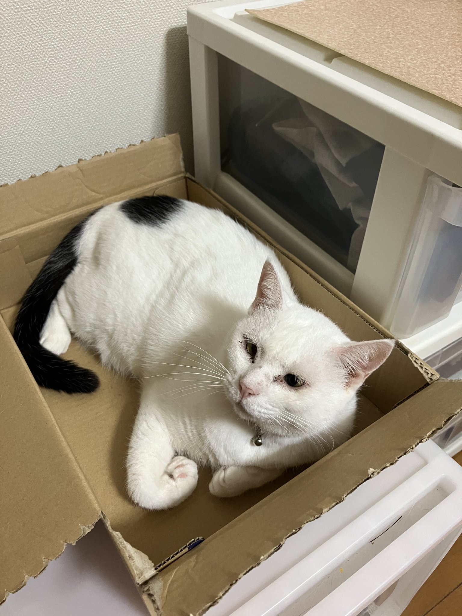 猫　ねこり　未開封4箱 箱未開封ねこりneco-ri