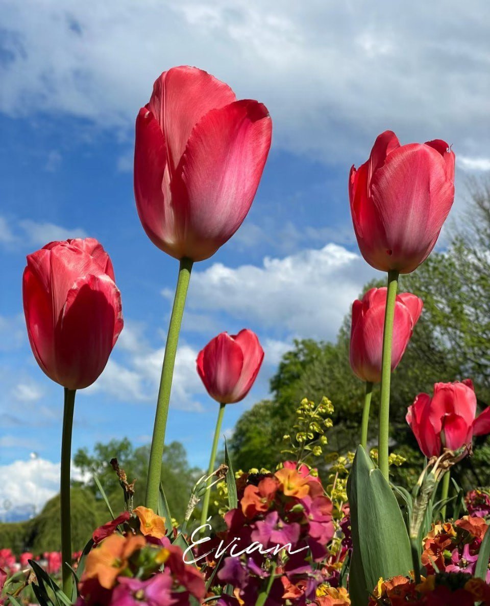 Like these tulips reaching for the sky, rise tall each day, no matter the storms behind you keep growing toward the light. 🌷✨