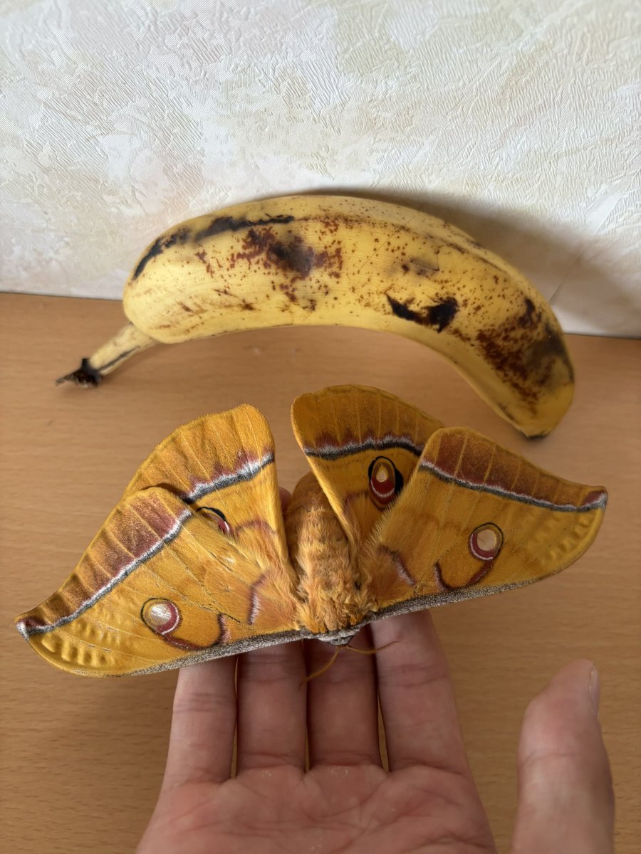 北海道大学クスサン研究会 tweet media