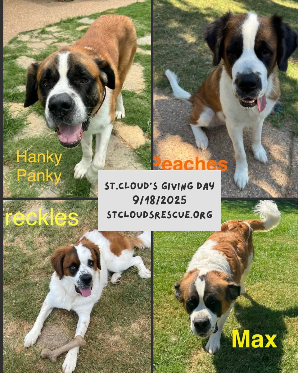 stcloudsrescue's tweet photo. Please consider donating so we can continue to help these beautiful dogs!
https://t.co/M4m31lBwyh https://t.co/lBQNUnBnZT
