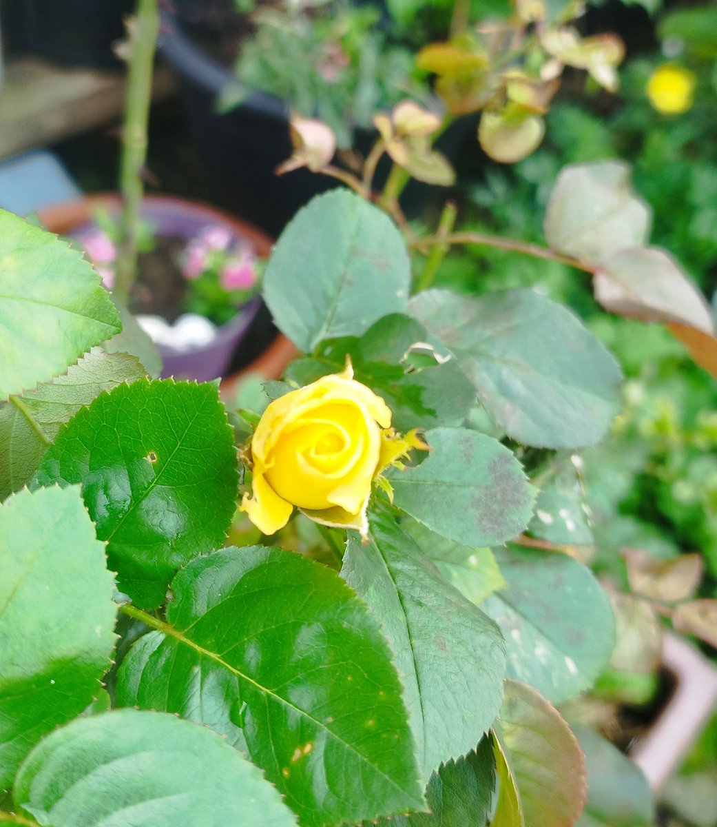 Jonny Lee 6️⃣ 9️⃣ Esq. tweet media