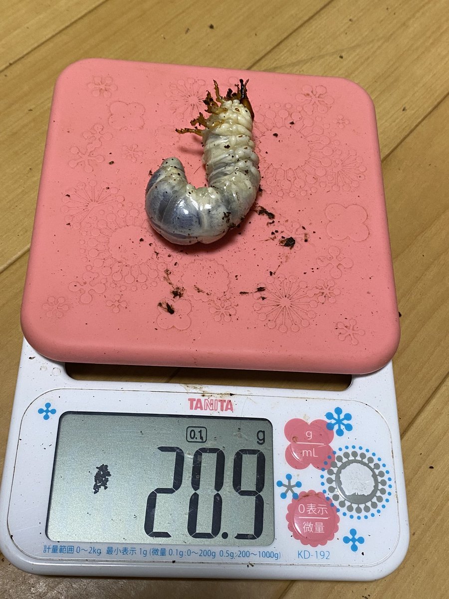 しまさき イサキ仕掛 FIKZ4A/FIKZ4B｜YAMASHITA｜イカ釣りで世界トップクラス