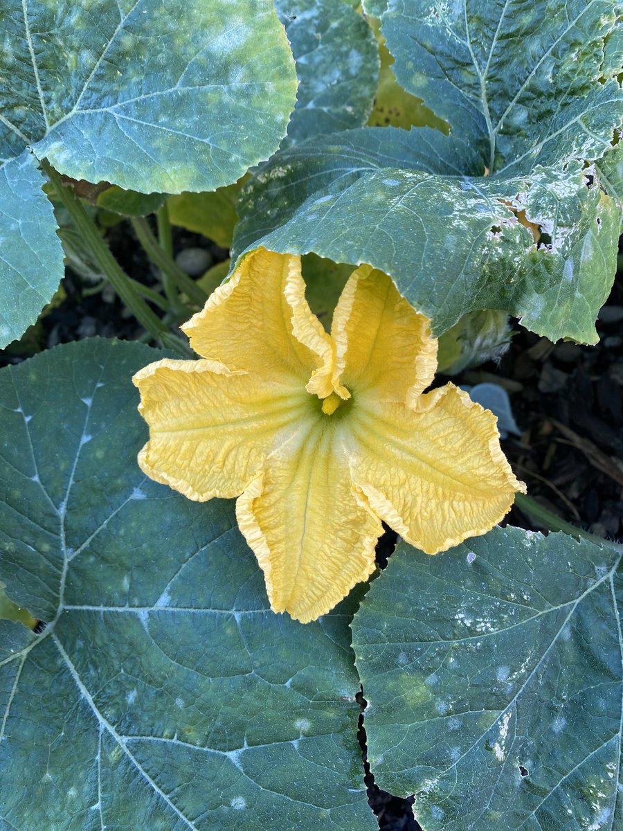 Sonia Zuccaro tweet media