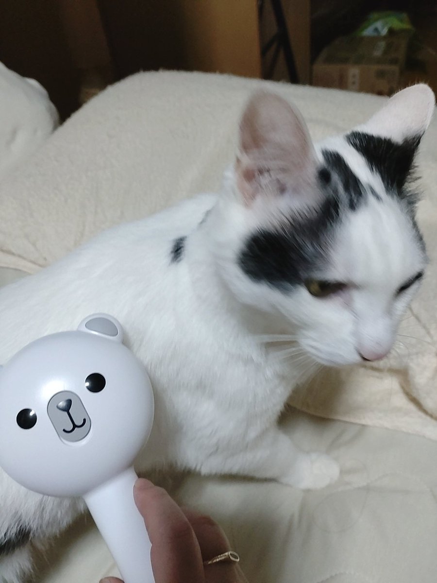 今日はしめ鯖のランチしてきました
凜ちゃんは
いつものブラッシング😺