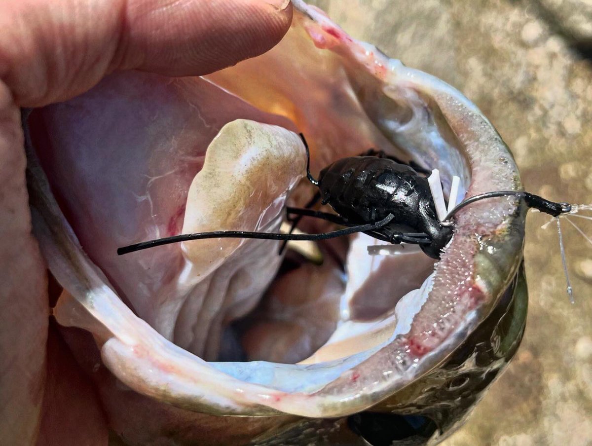 ybassf's tweet photo. 最近の釣果🎣

高山ダム

キングジミーヘンジ
スパイキックス

#高山ダム #ジャッカル #バス釣り
#釣りは最高遊び　#仕上がってる #PR https://t.co/sLeAPteNN7