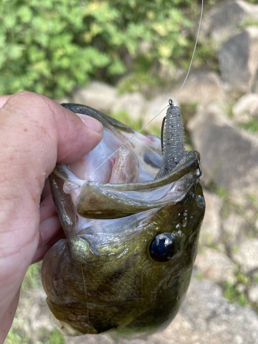 ybassf's tweet photo. 最近の釣果🎣

高山ダム

キングジミーヘンジ
スパイキックス

#高山ダム #ジャッカル #バス釣り
#釣りは最高遊び　#仕上がってる #PR https://t.co/sLeAPteNN7