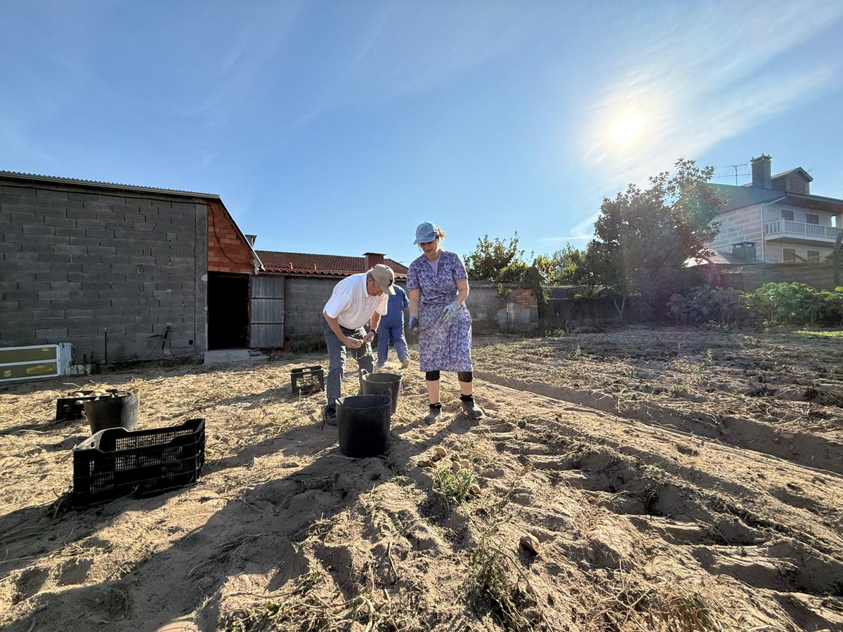 NolasCid's tweet photo. Hoxe tocou a recollida das patacas en Meilás. As mellores do mundo, as da casa, na #Limia. 
Aquí unha cuadrilla de rémoras apañamos para comer todo a ano, Kennebec e Agria 😋 https://t.co/LcEv66ZiJx