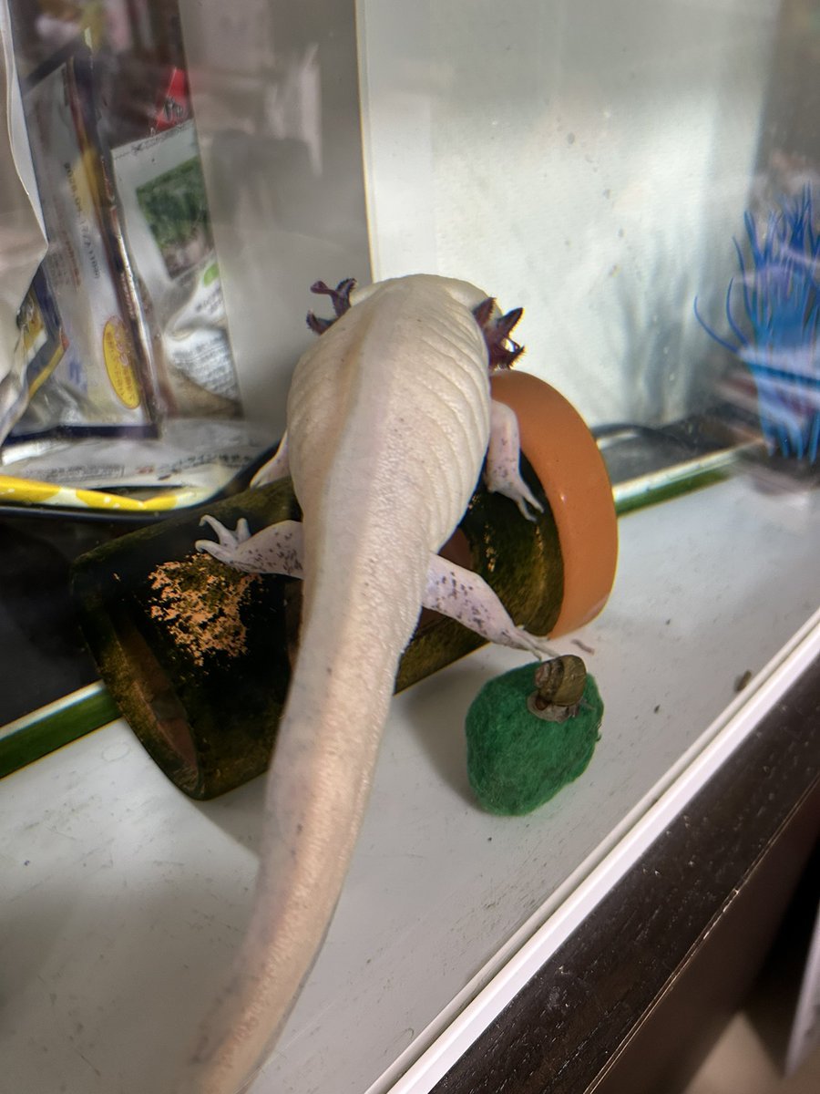 １日1ウーパールーパー

今日は土管に乗る日
#ウーパールーパー