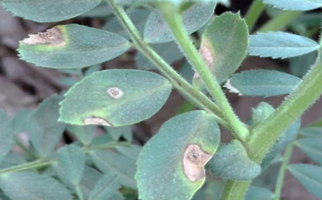 Lab. Fitopatología de la <a href="/UCCoficial/">Universidad Católica de Córdoba</a>🌿🔍

Rabia del Garbanzo. Alertan por casos en lotes del centro-norte cordobés: exhortan a monitorear

➡️ agroverdad.com.ar/2025/09/rabia-…

 #40AñosAV #AgroTitular #AgroCordoba #agro #campo #garbanzo #RabiadelGarbanzo
#agricultura