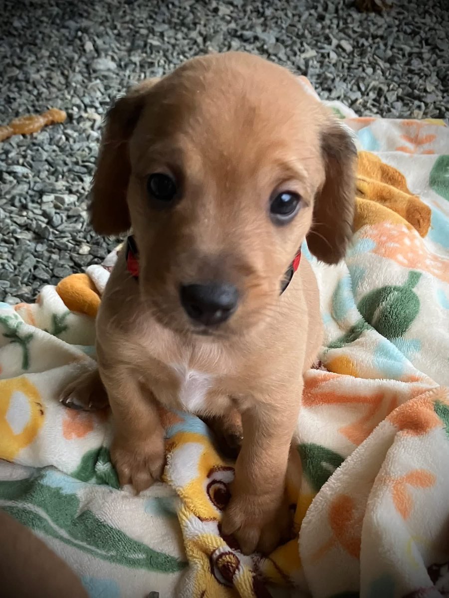 ****Adoptable Beagle Mix Puppies of the Day****
Pearl, Petunia, Piper &amp; Porter
youtu.be/AyxDqeNvHqI
Meet our adorable beagle mix puppies who will be ready for their forever homes on October 10! Tribeagles.org/fosters