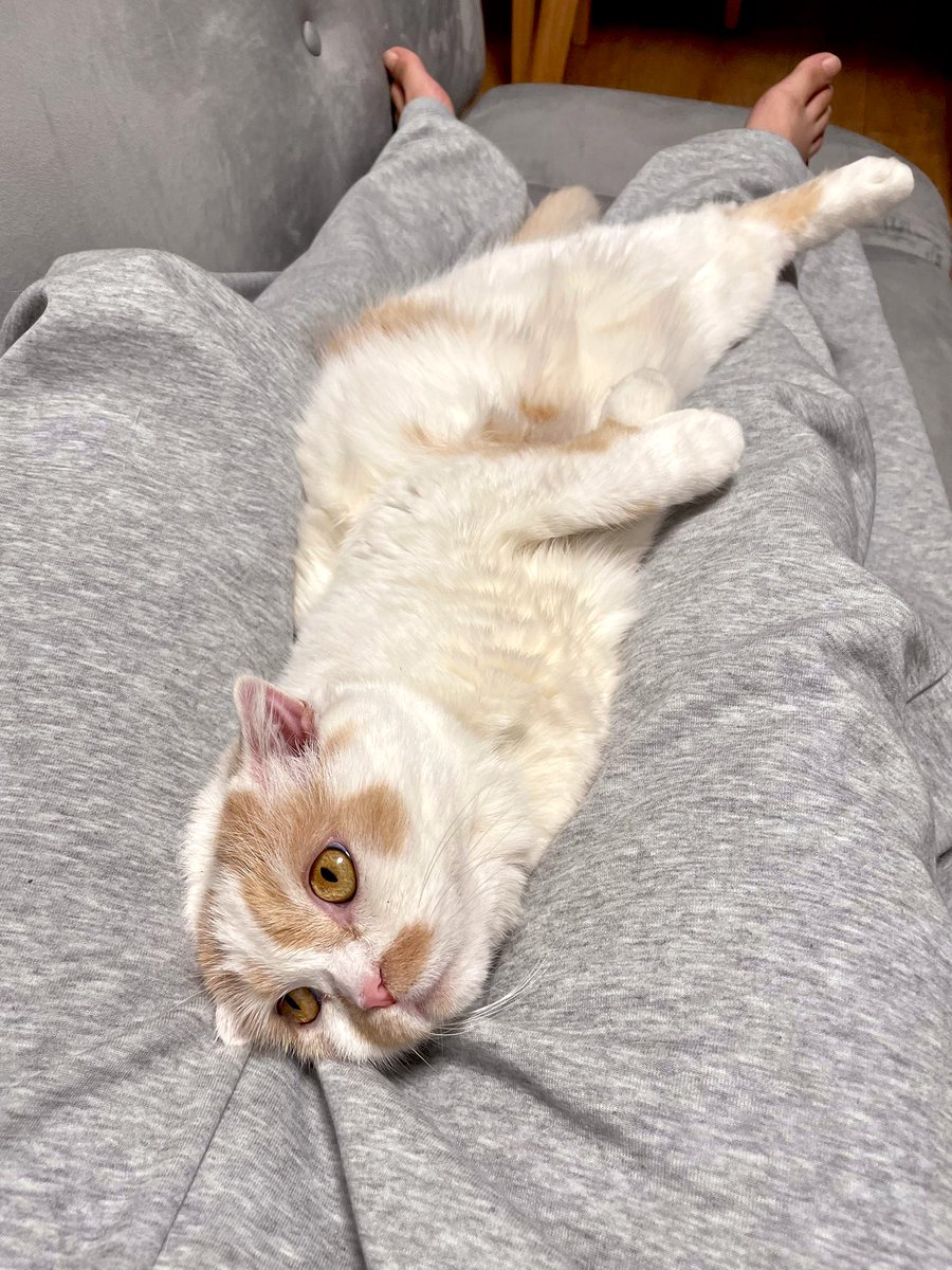 引っ越しをしました🏠🐈 まだちょっと緊張でイカ耳なホイちゃんです。