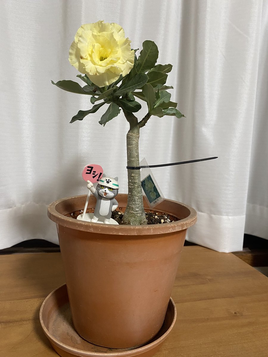 atariya52521's tweet photo. アデニウムがようやく開花致しました。
高温障害も懸念されましたが、なんとか咲いてくれて良かったです���
花は小さめでピンポン玉より少し大きいくらいです。
水は2週間に1回ですが、ハイポネックスのアンプルは月1であげました。
他の蕾もつくか要観察です。 https://t.co/0W9ez8zuNs
