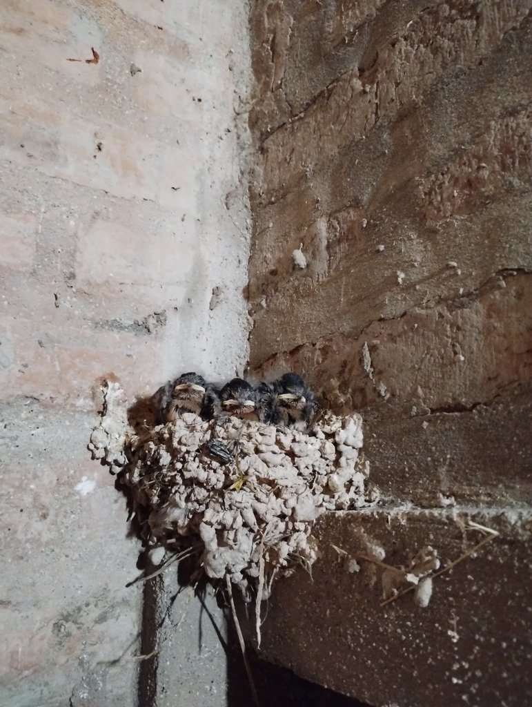 franelichiry's tweet photo. Pichones de golondrina tijerita (Hirundo rustica) del verano en Claromecó, para el #Taxojueves de #migratorios. https://t.co/TqCGLaadjy
