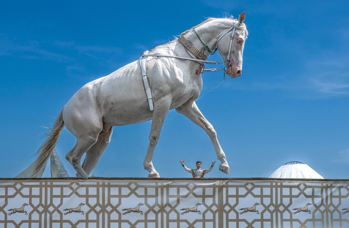 Asaletin dört nala koşan hali: Ahal Teke. ☘️🐎