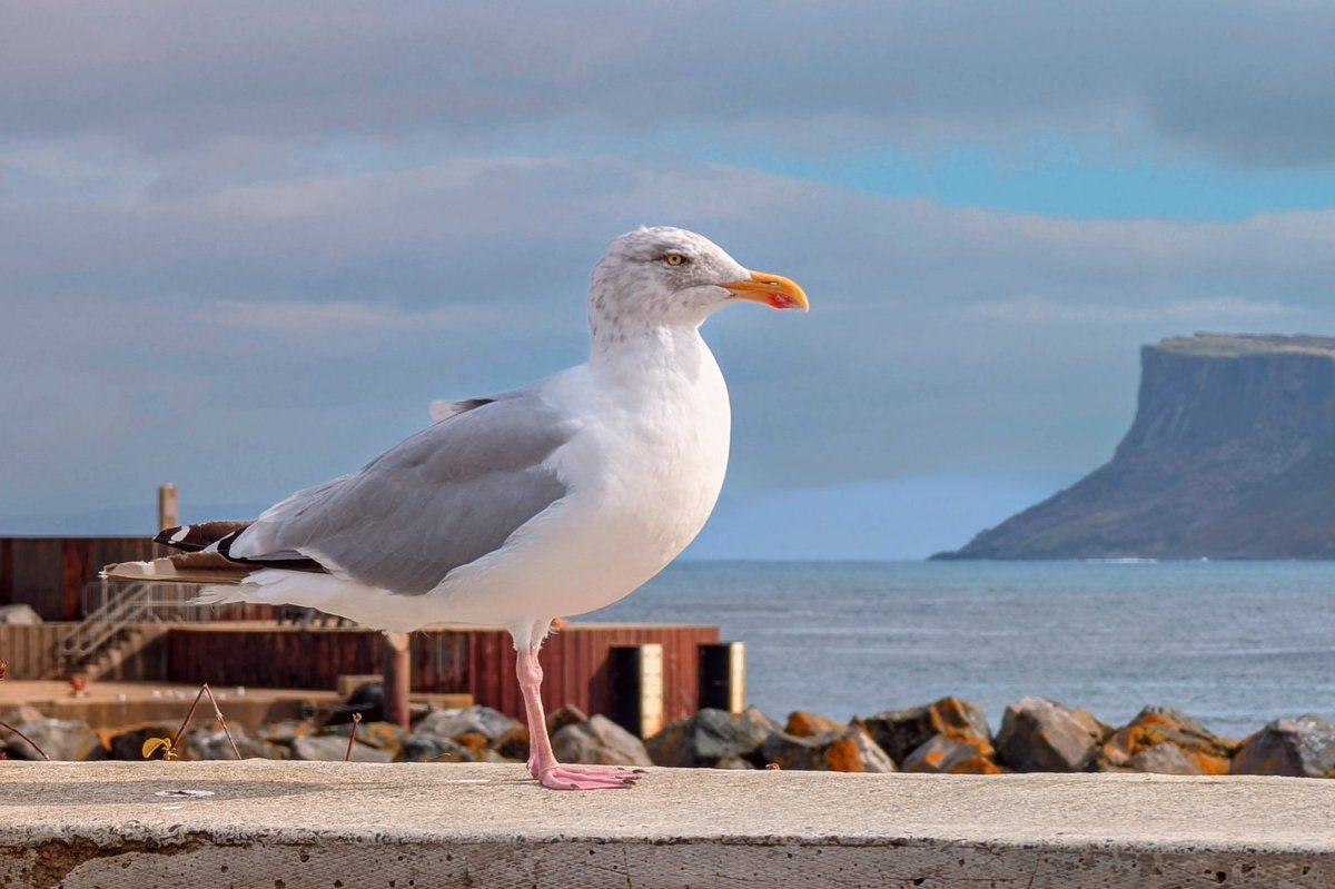 We have big seagulls in Ballycastle <a href="/deric_tv/">Deric</a> <a href="/R_Faragher/">Rick Faragher</a> <a href="/linzilima/">Linzi Lima</a> <a href="/bbcweather/">BBC Weather</a>  <a href="/LoveBallymena/">Love Ballymena</a> <a href="/WeatherCee/">Cecilia Daly</a>    <a href="/Louise_utv/">Louise Small</a>  <a href="/WeatherAisling/">Aisling Creevey</a> <a href="/barrabest/">Barra Best</a> <a href="/Ailser99/">Aileen Moynagh</a>  <a href="/angie_weather/">angie phillips</a> <a href="/geoff_maskell/">Geoff Maskell</a> <a href="/organicbotanic/">Sue McBean - @organicbotanic.bsky.social</a> <a href="/Schafernaker/">Tomasz Schafernaker</a> <a href="/Ali_Totten/">Ali Totten</a>