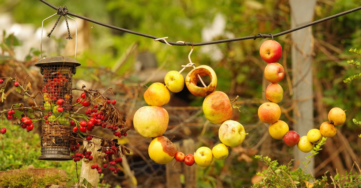 used  some old wire hangers to thread on apples and hang high above the  garden for the birds .. be fun watching the squirrels trying to get to  them 📷 .