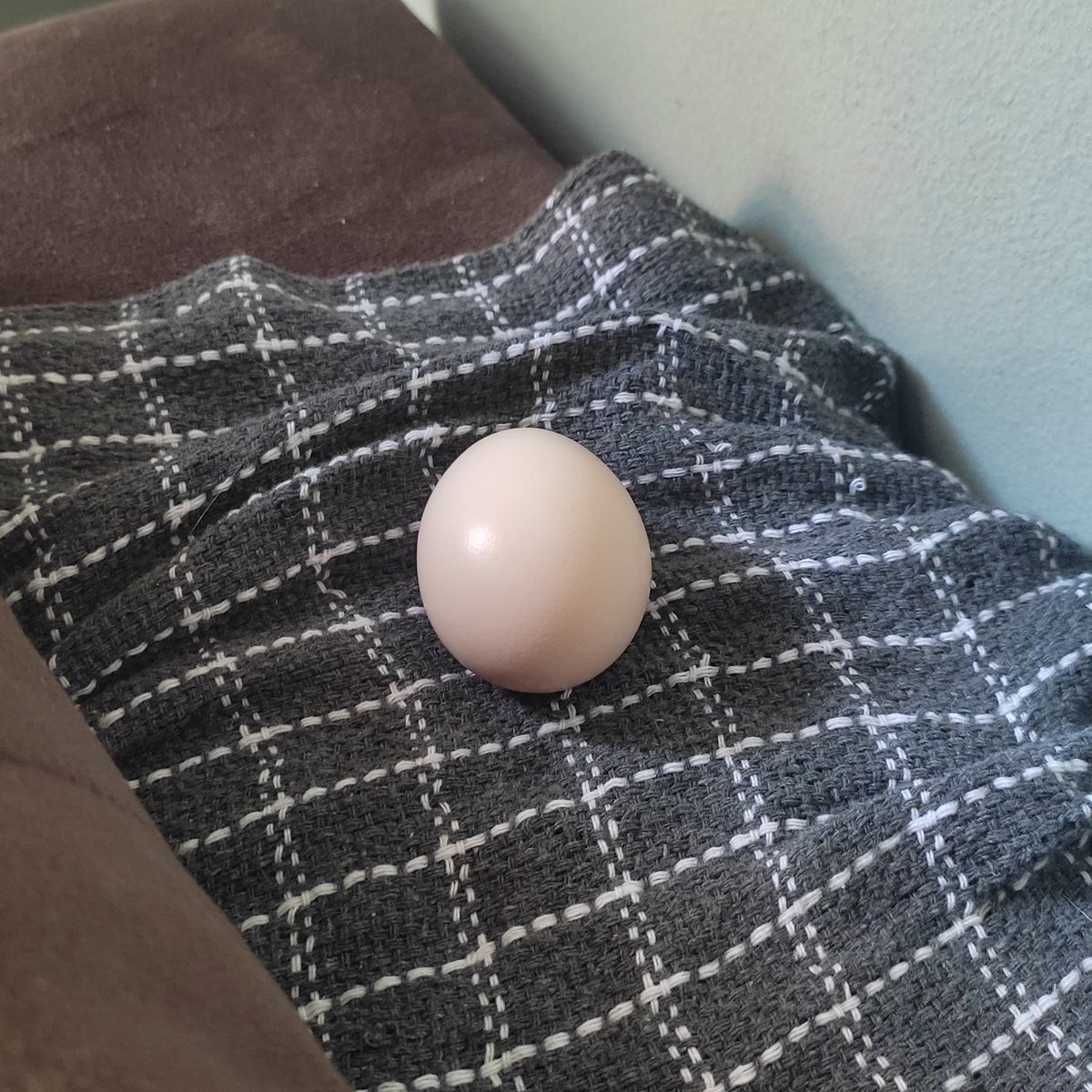 Renatuxavoso's tweet photo. Hoje eu acordei e o ventilador da sala tava no chão, e tinha um OVO NO MEU SOFÁ. https://t.co/l3gntoFWcU