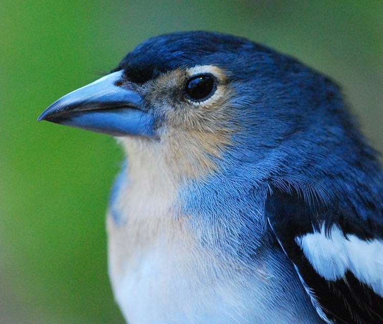📣📣📣PhD position available in my lab at <a href="/mncn_csic/">Museo Nacional de Ciencias Naturales</a> in Madrid to study speciation mechanisms in oceanic island birds, using phenotypic and genomic data. 
- 💰4-year contract
- 🎓Biol, Genetics, Master's, English.
- 📅Apply by October 15
-👉CV &amp; letter to b.mila@csic.es