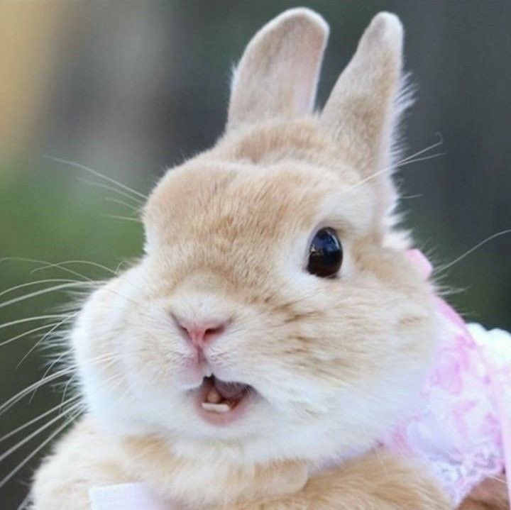 inniebyeol81 tweet picture