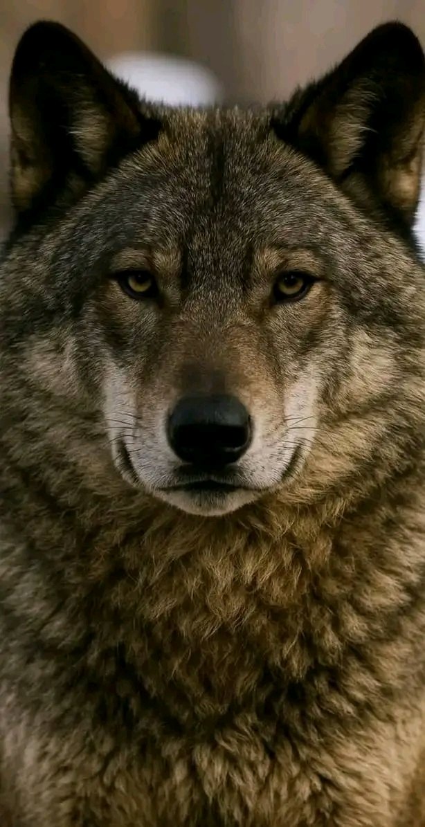 𝗦𝗔𝗬 𝗬𝗘𝗦 𝗜𝗙 WE ARE REALLY BEAUTIFUL