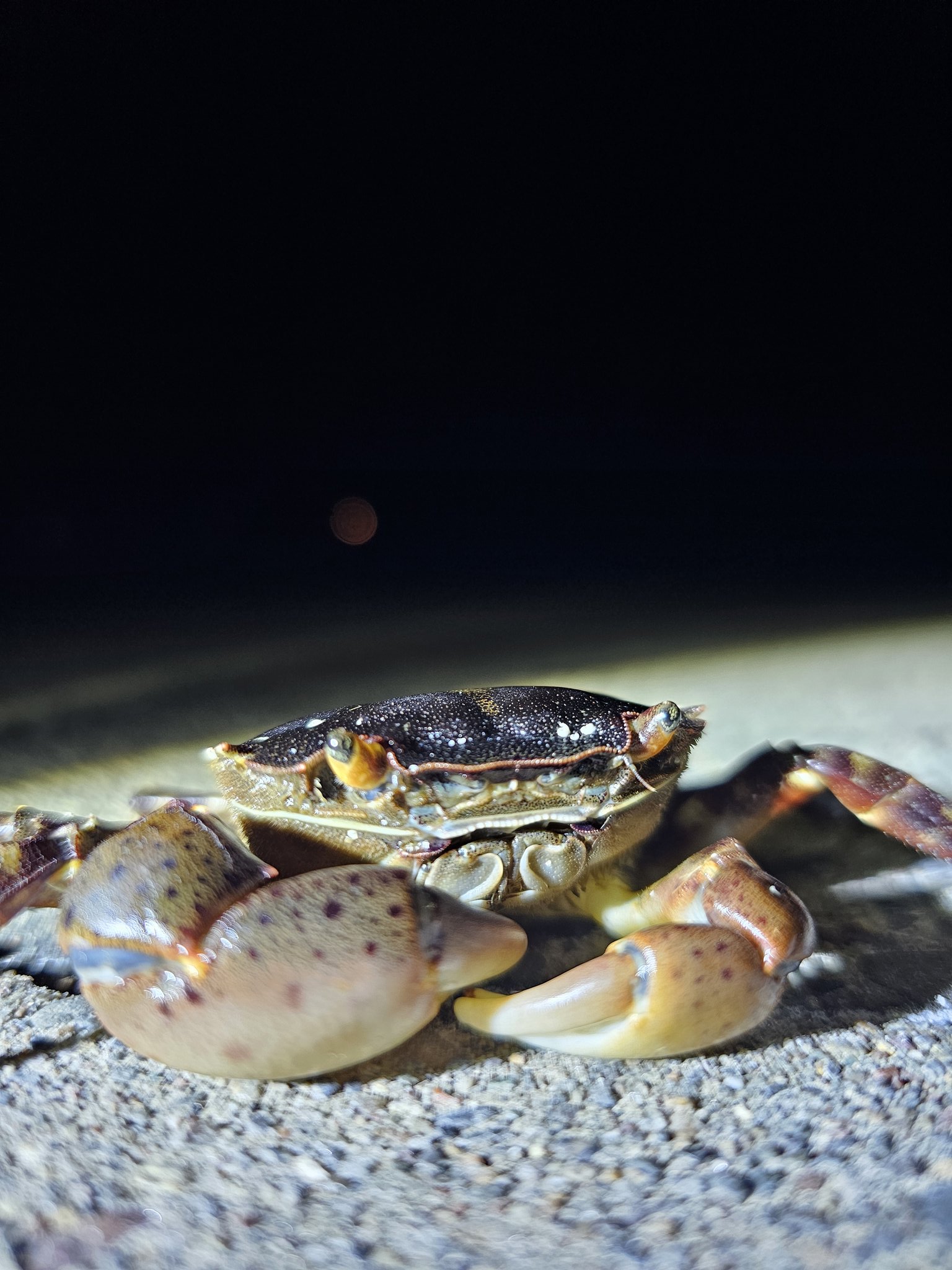 新品　匿名　 spindleshanks crab カニ sddefault.jpg