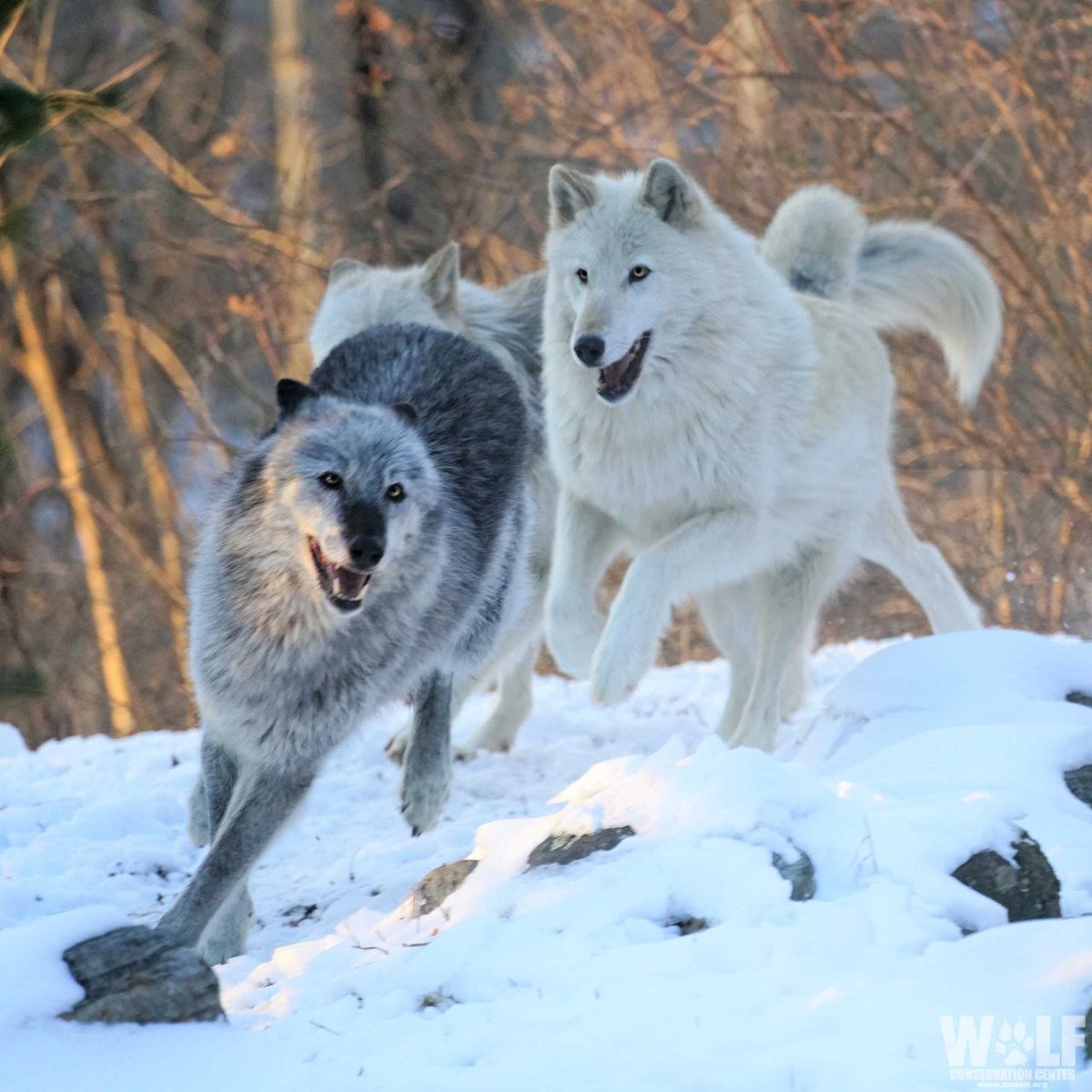 Good morning and good day to you, legends! 👑

Have a happy, happy pre-Friday, Kings! Remember to keep going,  never give up, be persistent and you will reach your goals, you will be victorious - you can do it, you're all great! Let us seize the day, to victory and beyond! 💪