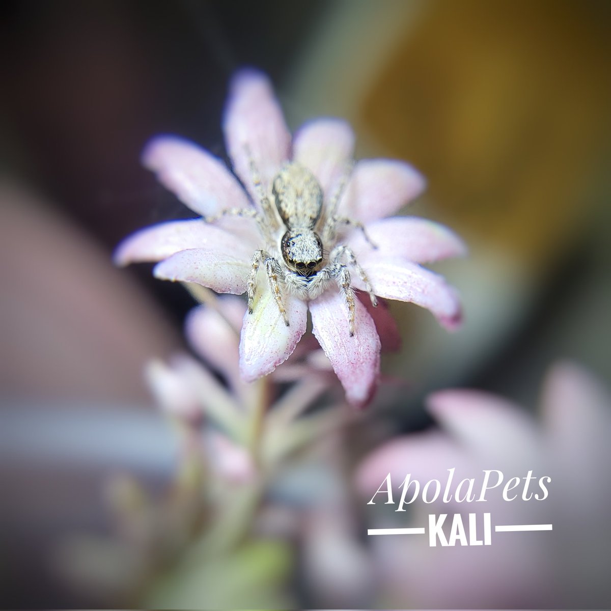 Kali is a female Menemerus bivittatus, I paired her with Remy my adult male. Let's see if we have babies soon, some will be released (native to my area).
Sorry for those with arachnophobia, jumping spiders are my new special interest since I can't go back to wildlife rehab yet.