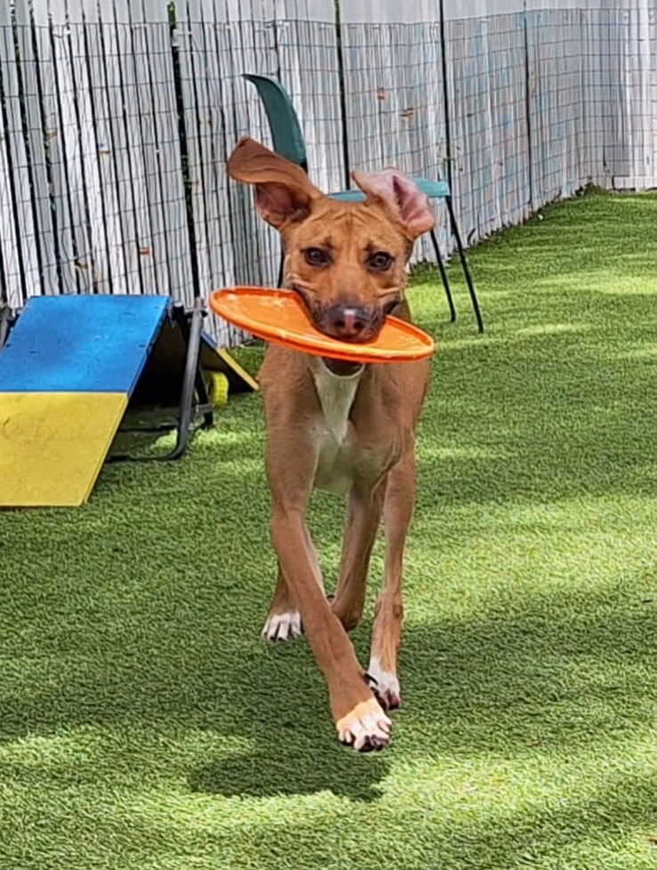 save animals tweet media