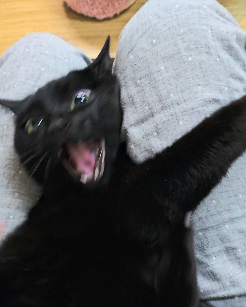 Black cats are not bad luck (@visualscat) on Twitter photo 