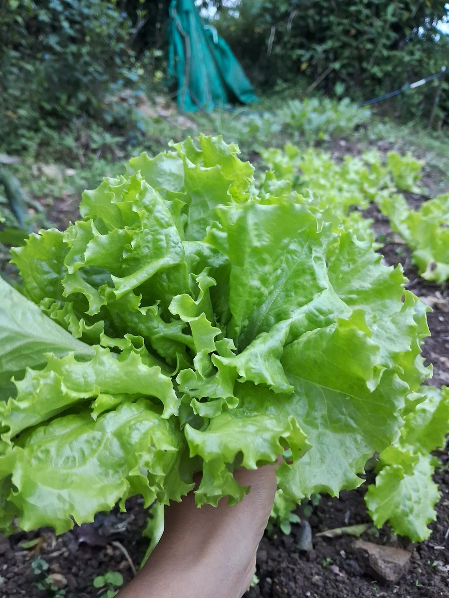 Tshewang24's tweet photo. Garden’s gift — a bouquet of freshness https://t.co/TmOclrp0Vj