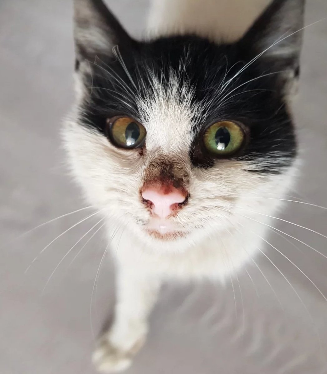 9 Şubatta açtığım ilan fotoğraflarına bakın... Aylarca yuvasız kalmak hiçbir kedinin kaderi olmamalı. FIP gibi bir hastalığa minicik haliyle kafa tutmuş Benek'in kaderi bu olmamalı. İSTANBUL'DA YUVA ARIYORUZ